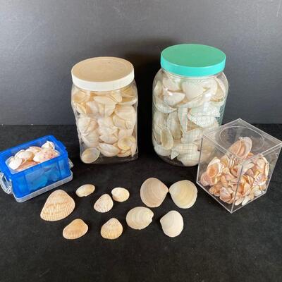 Lot 145. Craft Shells