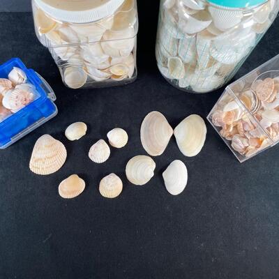 Lot 145. Craft Shells