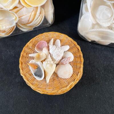 Loto 146  raft Shell Assortment
