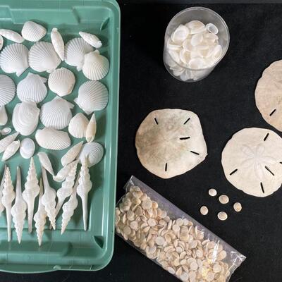 Lot 147. Assorted Shells - white
