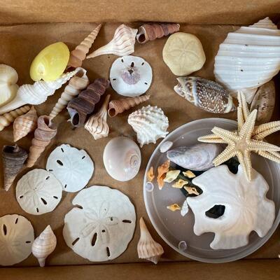 Lot 148  Shell Assortment - starfish & sand dollars, etc