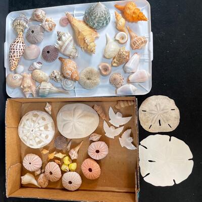 Lot 149. Assorted Shells Urchins & Sand Dollars