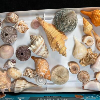 Lot 150  Shells -- Cones, Conchs & Urchins