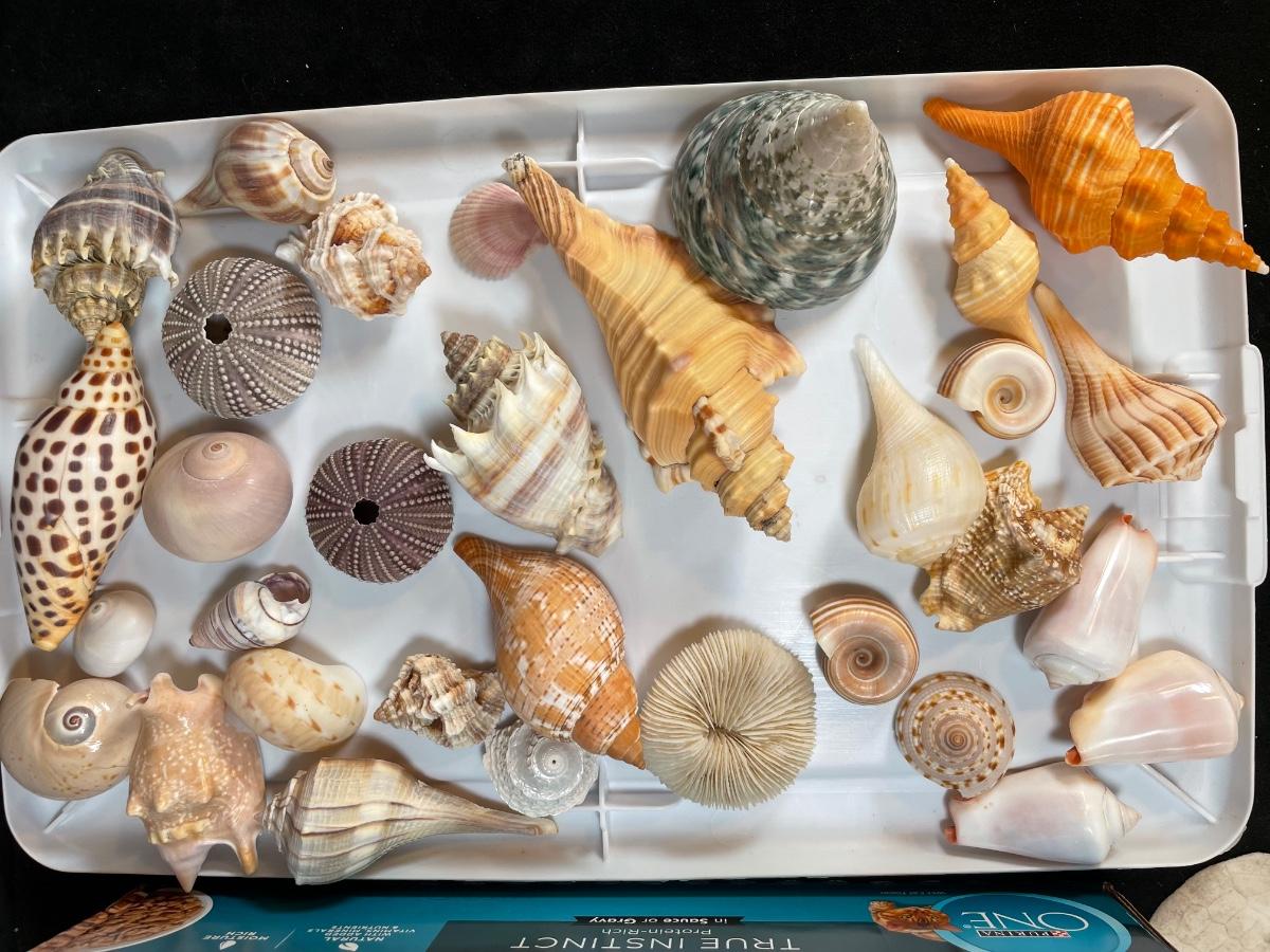 Lot 150 Shells Cones, Conchs & Urchins