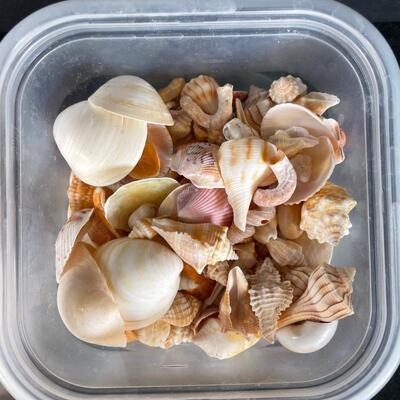Lot 150.5  Shell Assortment and Flower