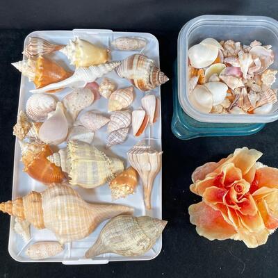 Lot 150.5  Shell Assortment and Flower