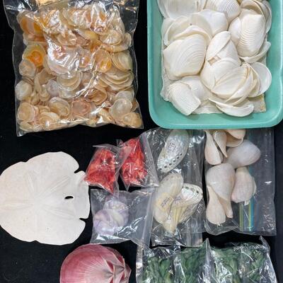Lot 152 Craft Shell Assortment