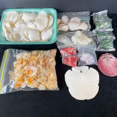 Lot 152 Craft Shell Assortment