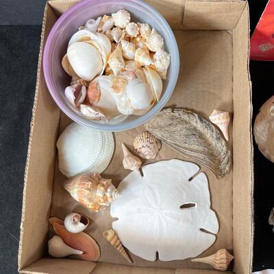 lot 154  Collection of Shells and Craft Book