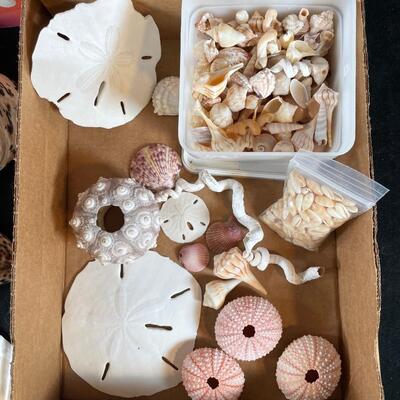 lot 154  Collection of Shells and Craft Book