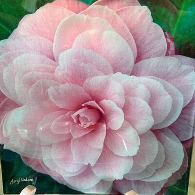 Meryl Urdang layered Silk Rose glass plate, Fine unmatched floral china cups