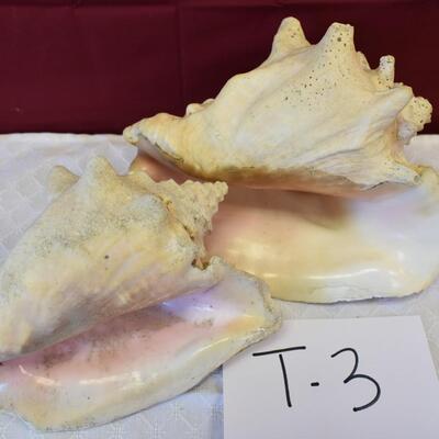 Sea Shell Lot
