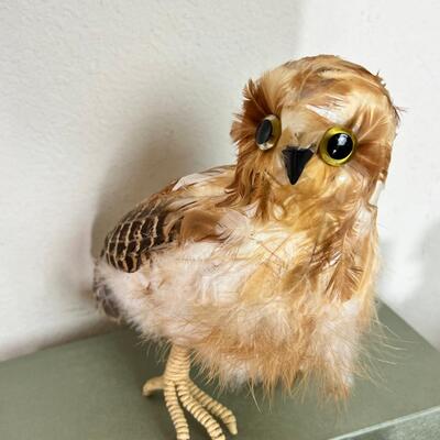 Owl Collection and book case