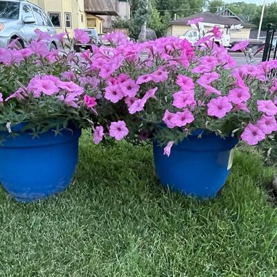 P17-Pair of blue planters with flowers