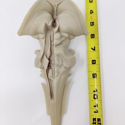 VINTAGE PARKE-DAVIS VUNATOMY BRAIN STEM 3-D MODEL