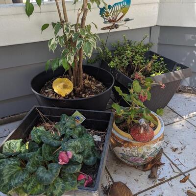 4 Potted Plants