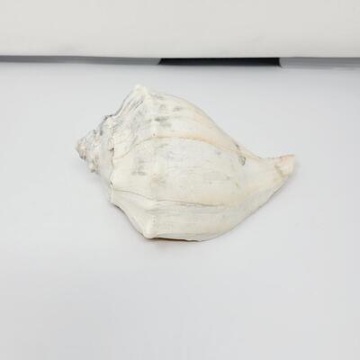 LARGE QUEEN HELMET CONCH SHELL