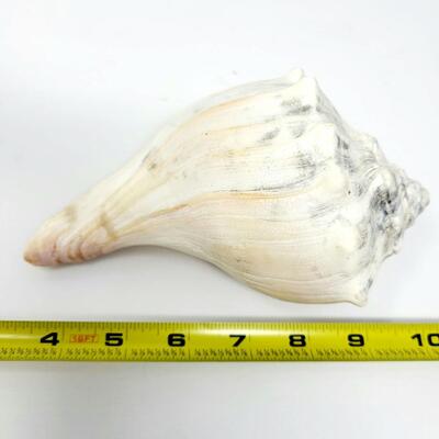 LARGE QUEEN HELMET CONCH SHELL