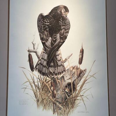Limited Edition Don Whitlatch Marsh Hawk Signed and Numbered Print