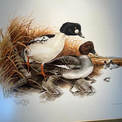 Beautiful Limited Edition Don Whitlatch Common Goldeneye Duck Lithograph Print