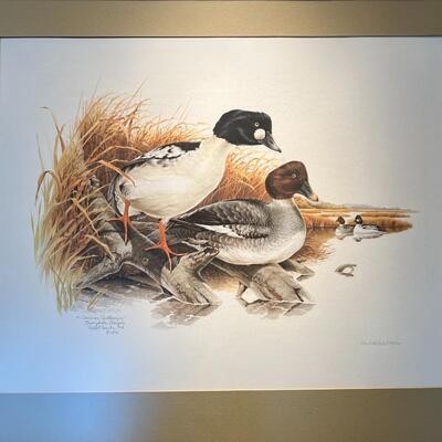 Beautiful Limited Edition Don Whitlatch Common Goldeneye Duck Lithograph Print