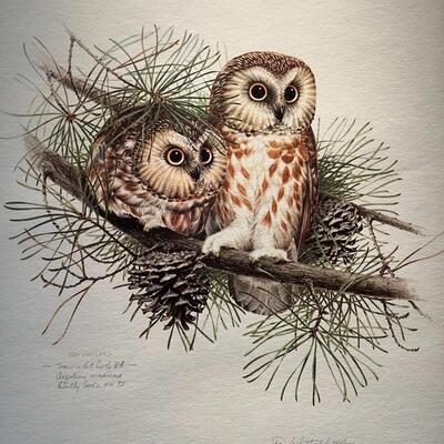 Don Whitlatch Limited Edition Saw-whet Owls Lithograph Print