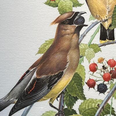 Beautiful Don Whitlatch Cedar Waxwings Limited Edition Signed and Numbered Print