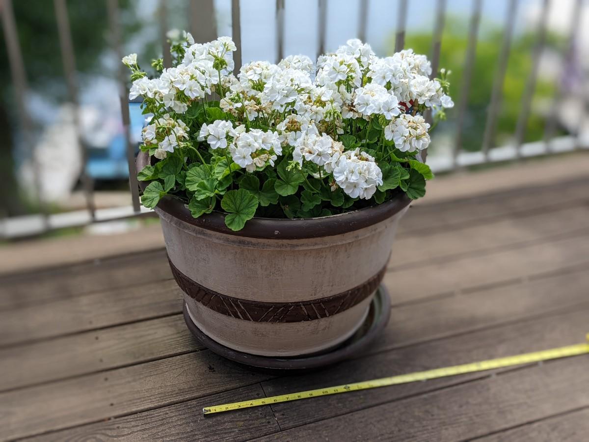 Large Beautiful Flower Pot of Geraniums 2