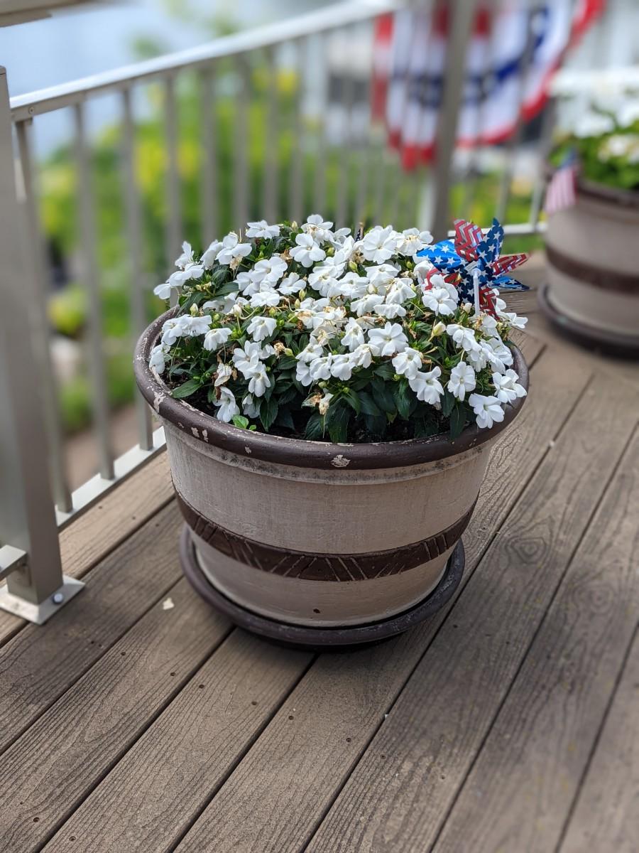 Large Beautiful Flower Pot of Geraniums 3