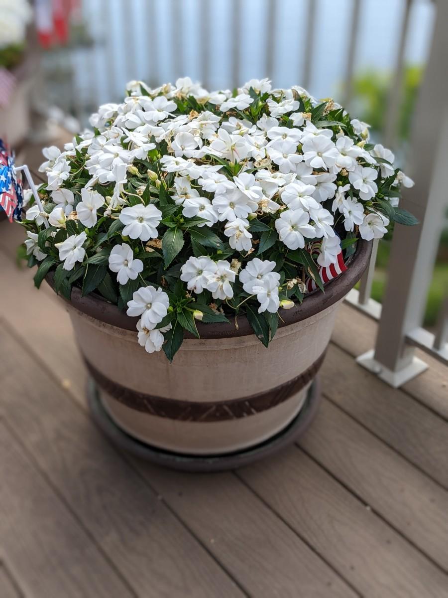 Large Beautiful Flower Pot of Geraniums 5