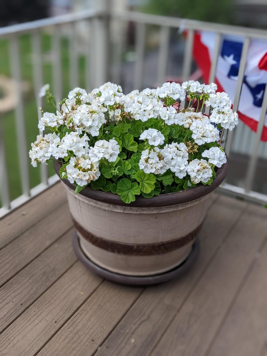 Large Beautiful Flower Pot of Geraniums 6