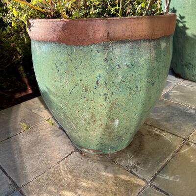 Beautiful Speckled Green and Terra Cotta Ceramic Pottery Planter Pot and Blueberry Plant (#1)