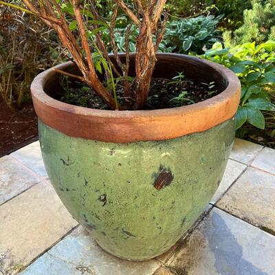 Beautiful Speckled Green and Terra Cotta Ceramic Pottery Planter Pot and Blueberry Plant (#2)
