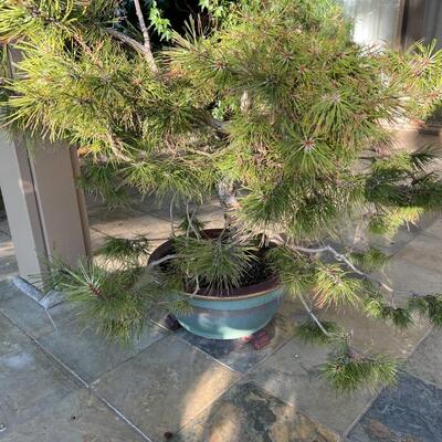 Beautiful Asian Zen Garden Style Glazed Blue Ceramic Pot and Long Needle Pine Tree