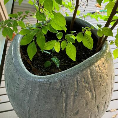 Beautiful Tree Plant in Grey Curved Ceramic Planter Pot
