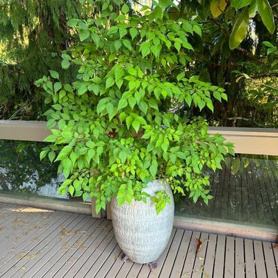 Beautiful Tree Plant in Grey Curved Ceramic Planter Pot