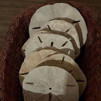 Cute Basket with Collection of Sand Dollars