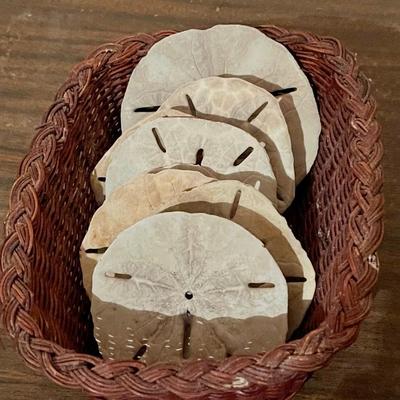 Cute Basket with Collection of Sand Dollars