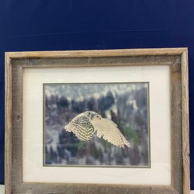 Owl Picture