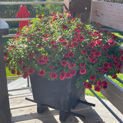 O4-Large planter with gorgeous flowers