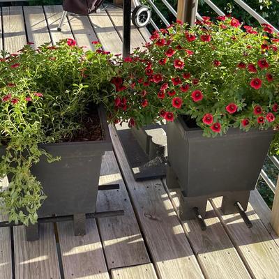 O10-Two planters with risers, gorgeous red flowers