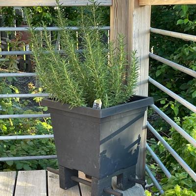 O11-Black planter with riser and Rosemary