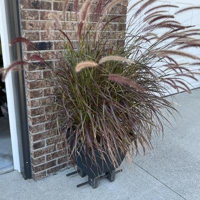 A1-Large black planters with risers, decorative grass