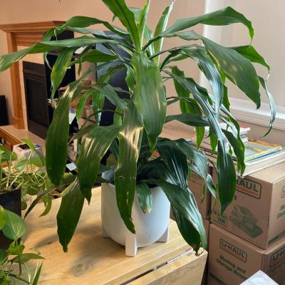 A2-House Plant