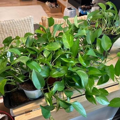 A3-House plants