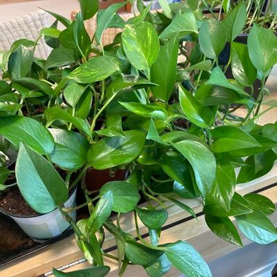 A3-House plants