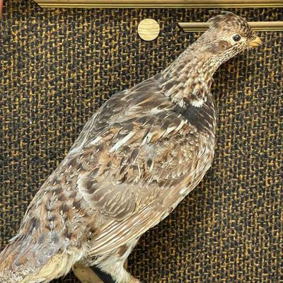 Taxidermy Grouse in frame