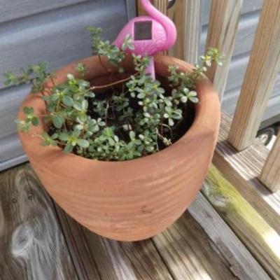 11â€ Terra Cotta Planter