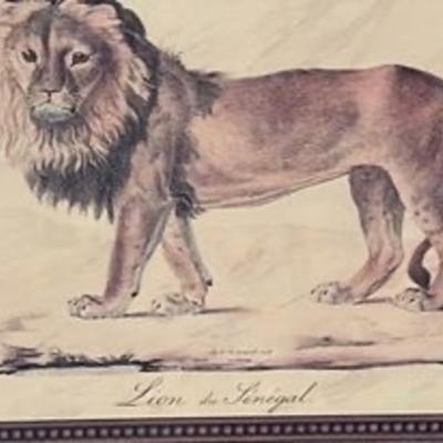 Framed Lion of Senegal print