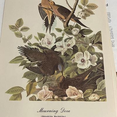 Vintage Audubon Set of 16 Best Loved Paintings